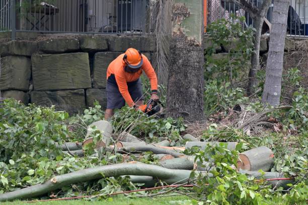 Best Commercial Tree Services  in Niagara University, NY